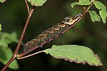 Elephant Hawk-moth