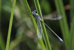 Emerald damselfly