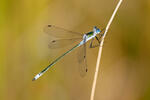 Emerald damselfly