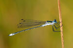 Emerald damselfly