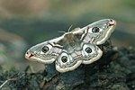 Emperor Moth