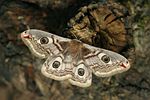 Emperor Moth