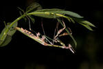 Empusa fasciata