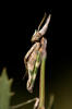 Empusa fasciata