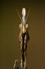 Empusa fasciata