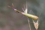 Empusa fasciata