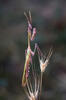 Empusa fasciata