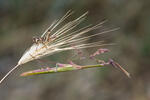 Empusa fasciata