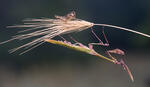 Empusa fasciata