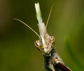 Empusa pennata