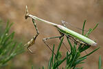 Empusa pennata