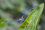 Enallagma cyathigerum