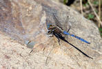 Epaulet Skimmer