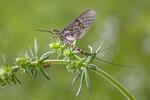 Ephemeroptera