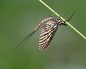 Ephemeroptera