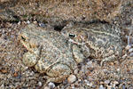 Epidalea calamita