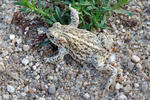 Epidalea calamita