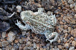 Epidalea calamita