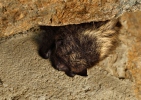 Eptesicus nilssoni