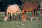 Equus caballus