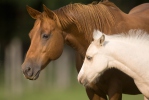 Equus caballus