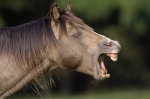 Equus caballus