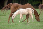 Equus caballus