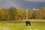 Equus caballus