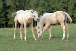 Equus ferus caballus