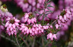 Erica carnea