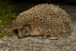 Erinaceus europaeus