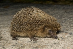 Erinaceus europaeus