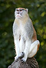 Erythrocebus patas