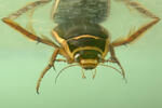 Escarabajo buceador