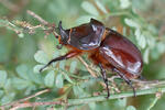 Escarabajo rinoceronte europeo