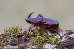 Escarabajo rinoceronte europeo