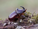 Escarabajo rinoceronte europeo