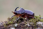 Escarabajo rinoceronte europeo