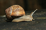 Escargot de Bourgogne