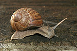 Escargot de Bourgogne