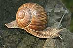 Escargot de Bourgogne