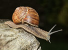 Escargot de Bourgogne