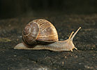 Escargot de Bourgogne