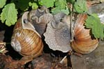 Escargot de Bourgogne