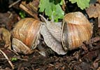 Escargot de Bourgogne