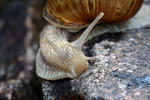 Escargot de Bourgogne