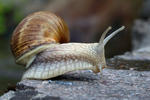 Escargot de Bourgogne