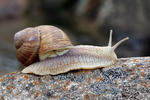 Escargot de Bourgogne