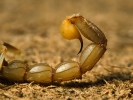 Escorpión común