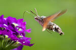 Esfinge colibrí